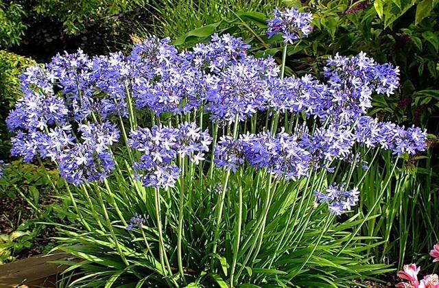 Agapanthus Bed And Breakfast Hoogkarspel Extérieur photo